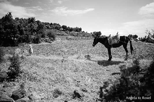 Fotografie: High Noon, kleines Schaf und gesatteltes Maultier auf einem Feld in der Türkei, analog, schwarzweiß | Tierbilder kaufen - Angela to Roxel