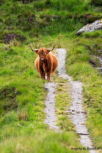 Schottisches Hochlandrind auf Harris and Lewis, Highland Cattle, Kyloe auf einem Wanderweg der Äußeren Hebriden | Fotografien kaufen - Angela to Roxel