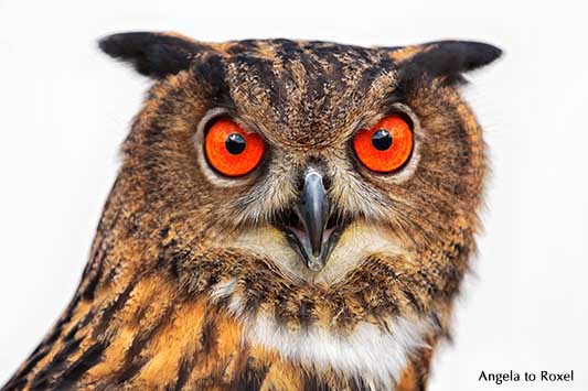 Uhu (Bubo bubo) rufend, Fotografie, Portrait mit weit geöffneten Augen, weißer Hintergrund | Tierbilder - Ihr Kontakt: Angela to Roxel