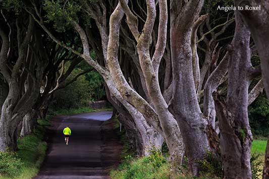 Einzelner Läufer in einer tunnelähnlichen Allee, alte verflochtene Buchen aus dem 18. Jh., Filmkulisse für "Game of Thrones", Nordirland - Angela to Roxel