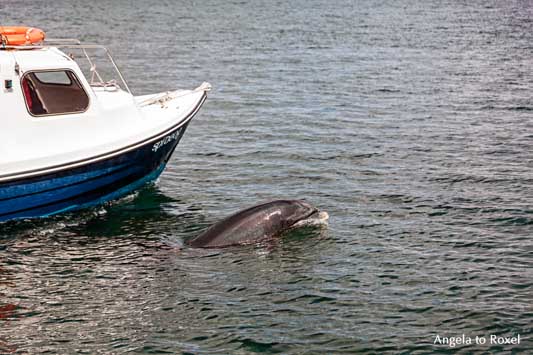 Sad Fungie, allein lebender Delfin, Solitärdelfin, neben einem Boot vor der Küste von Dingle, Irland | Tierbilder kaufen - Angela to Roxel