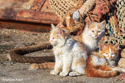 Drei junge rotweiße Katzen im Fischereihafen von Essaouira, Katzenkinder in Marokko | Tierbilder kaufen - Ihr Kontakt: Angela to Roxel