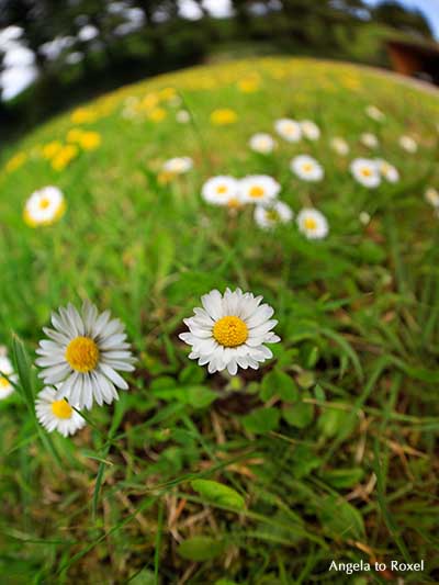 Fotografie Fisheye Daisy, Gänseblümchen-Wiese, Fischeye-Aufnahme von Gänseblümchen (Bellis perennis) auf einer Wiese im Frühling - Angela to Roxel