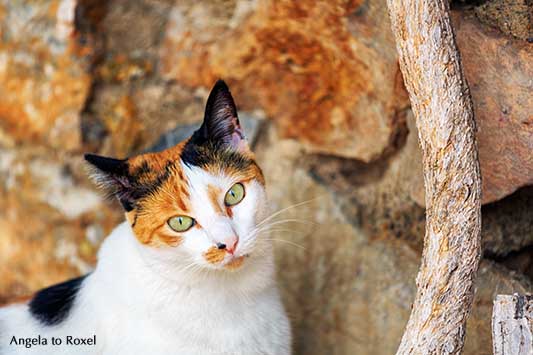 Glückskatze, dreifarbige Katze vor einer Mauer in Mojácar, schaut in die Kamera, Andalusien, Spanien | Tierbilder - Ihr Kontakt: Angela to Roxel