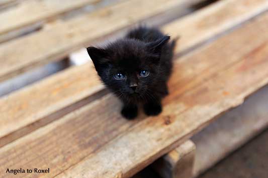 Kleine schwarze Katze auf dem Markt in Fes, Kätzchen sitzt auf einer Palette und schaut nach oben, Marokko 2013 | Tierbilder kaufen - Angela to Roxel