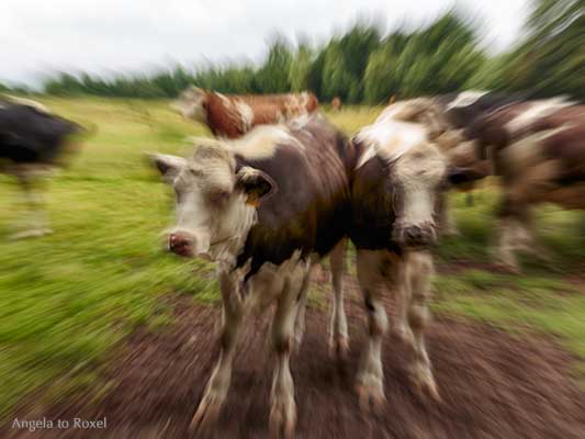 Fotografie: Q [abstrakt], Kuh, Kühe auf einer Weide, Bewegungsunschärfe durch Zoom-Effekt, Fischerhude, Teufelsmoor | Ihr Kontakt - Angela to Roxel