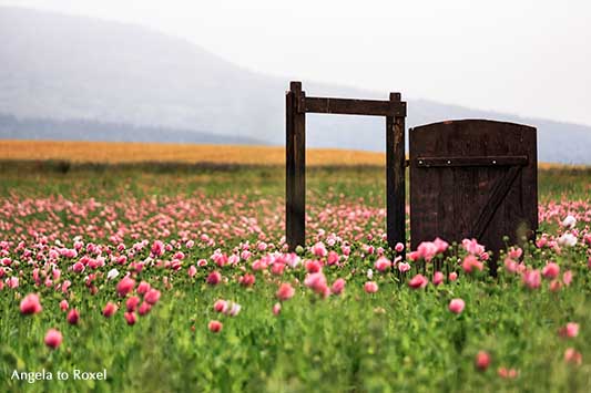 Offene Holztür in einem Schlafmohnfeld (Papaver somniferum), rosa, Wanderweg im Geo-Naturpark Frau-Holle-Land, Meißner-Germerode - Angela to Roxel