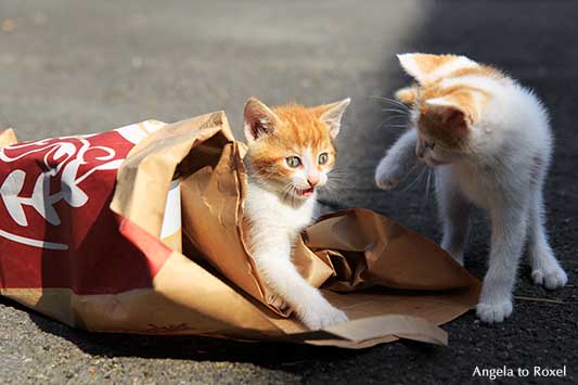 Zwei junge rotweiße Katzen, Kätzchen, spielen mit einer großen Papiertüte, Überraschung, verspielt | Tierbilder kaufen - Ihr Kontakt: Angela to Roxel