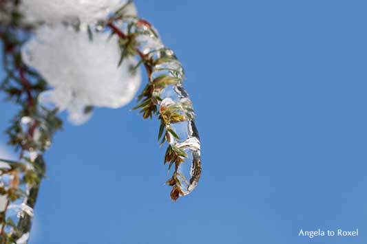 Gefrorener vereister Zweig, Eiszapfen an einem sonnigen und sehr kalten Wintertag im Weserbergland, Nahaufnahme, close-up - Angela to Roxel