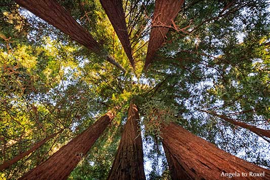 Redwoods, Küstenmammutbaum (Sequoia sempervirens), Blick nach oben im Samuel P. Taylor State Park, Marin County, Kalifornien | Angela to Roxel