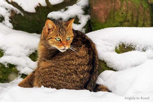 Wildkatze (Felis silvestris) im Schnee, Wildpark Neuhaus im Winter, Naturpark Solling-Vogler bei Neuhaus im Solling | Tierbilder kaufen - Angela to Roxel