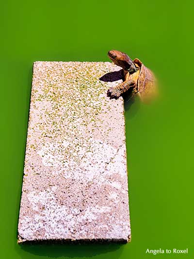 Green will do, Wasserschildkröte klettert aus dem grünen Wasser eines Pools auf einen Stein, Tavira, Portugal | Angela to Roxel