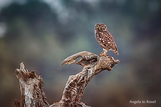 Steinkauz auf Warte, adult, schaut in Kamera, Abendstimmung in Höxter, Wildlife, Weserbergland - Angela to Roxel | Fotografien